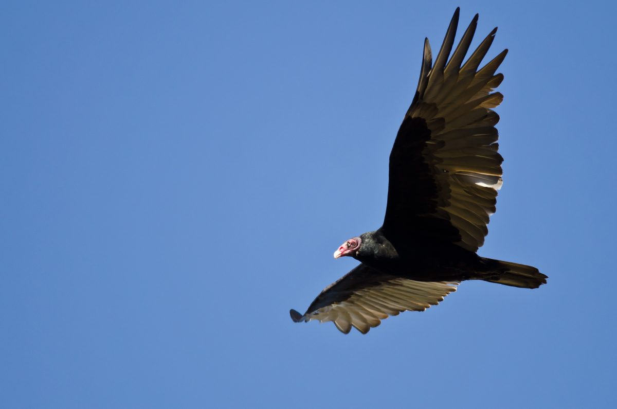 Photo of a turkey vulture soaring at a high altitude. 
