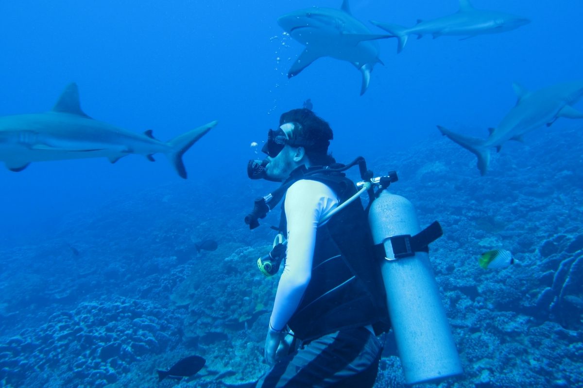 Scuba diving with sharks