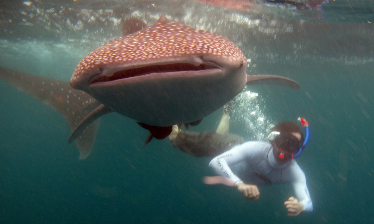 Swimming with a whale shark.